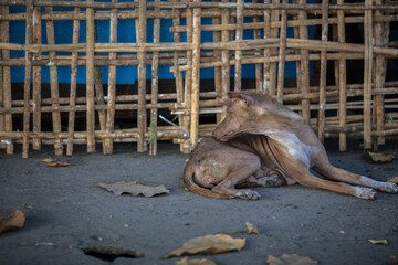 Domestic dog on side street