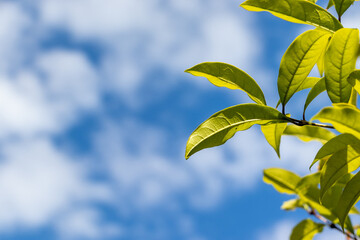初夏の新緑と青い空