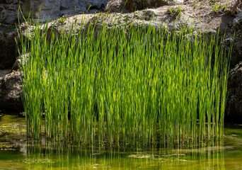 a clump of green reeds in the water
