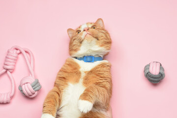 Cute cat with toys on pink background