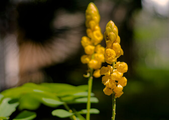 Yellow flowers