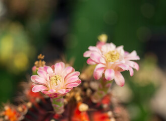 close up pink cactus blooming in the farm
