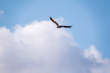 Black Cormorant flying in blue sky. The great cormorant, Phalacrocorax carbo