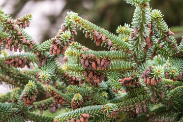 Noble or Red Fir Tree or Christmas tree, Abies procera, with needles and cones