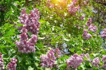 Lilac plants, close-up on blurred background. Bouquet of purple flowers. The beginning of spring