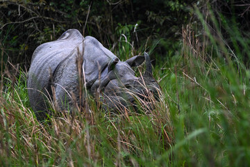 rhino walking in the grass