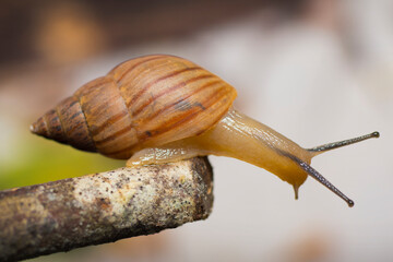 snail on a branch