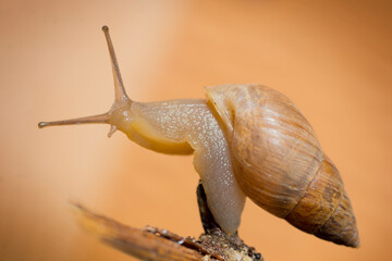 snail on a branch
