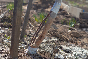 Grafting a tree on an apple tree trunk damaged by mice, the bark is eaten by mice in winter