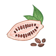 Ripe Cocoa pod with brown beans isolated on white background. Watercolor hand drawn illustration. Art for chocolate