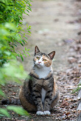 cat in the forest