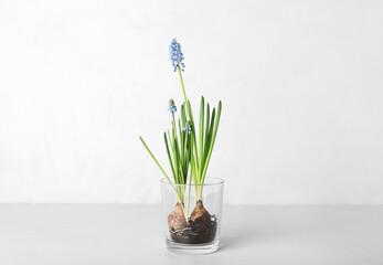 Glass with blooming grape hyacinth (Muscari) on light background