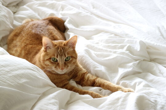cat sleeping on bed