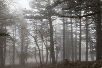 Fototapeta premium Fog in the forest