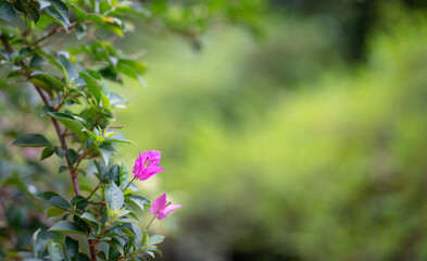 Obraz na płótnie Canvas Pink bougainvillea flower with green nature background. Springtime concept. Copy space.
