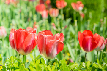 Amazing nature view of red tulips in garden
