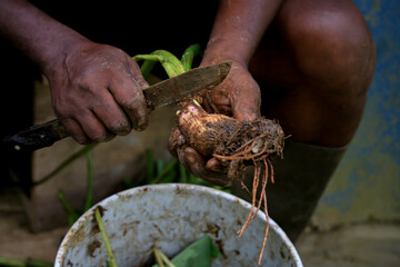 Farmer cleaning dasheen/ taro young plants to replant for the season in tropical St.Lucia