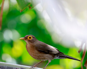 Yellow eyed or bare eyed thrush bird of St.Lucia, West Indies