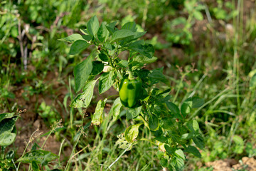 Green bell peppers growing in the garden