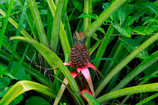 Young Pineapple growing in the earth