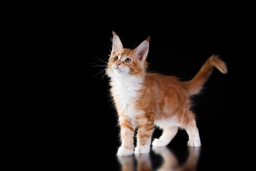 Obraz premium red Maine Coon Kitten on a black background. striped cat yawns portrait in studio