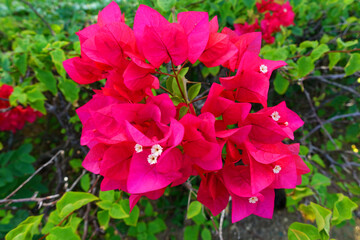 Flower in Saipan island, Mariana