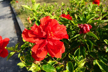Fototapeta na wymiar Flower in Saipan island, Mariana