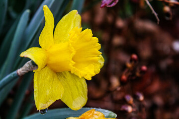 Obraz premium yellow daffodil