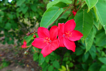 Flower in Saipan island, Mariana