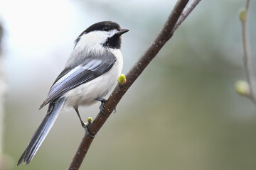 Black capped chickadee (Poecile atricapillus) perched on a budding cottonwood branch.