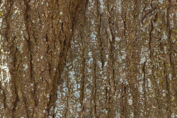 Obraz premium Rough tree bark horizontal format