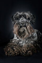 portrait of black miniature schnauzer  dog