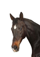 Fototapeta na wymiar horse isolated on white