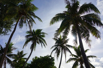 Fototapeta na wymiar Palm tree in resort islands