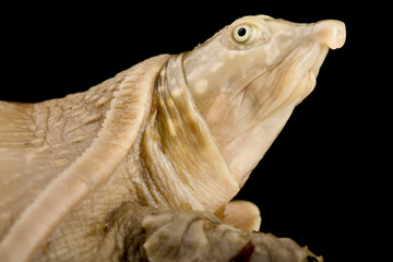 Senegal flapshell turtle (Cyclanorbis senegalensis)
