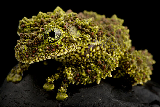 Vietnamese Mossy frog (Theloderma corticale)