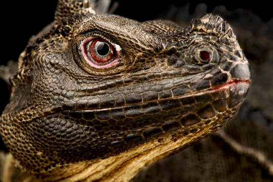 Sulawesi Sailfin Lizard (Hydrosaurus microlophus)