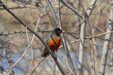 Robin Bird Of Spring