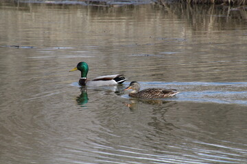 Mallards On The Lake