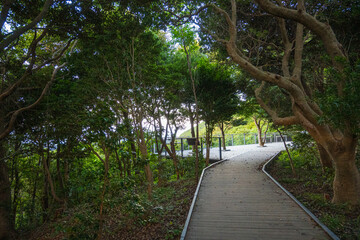横山展望台の散歩道