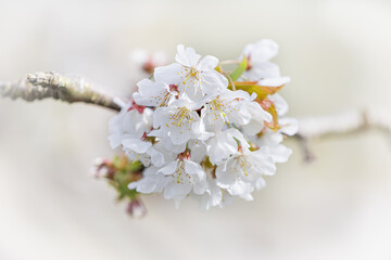 blossom in the spring