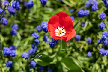 tulips in spring wiht a natural green background with Muscari botryoides in the background with grape hyacinth