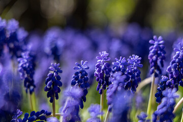 Spring flowers purple with green, middle in the garden a colorfull view macro photography at home, Muscari botryoides, grape hyacinth