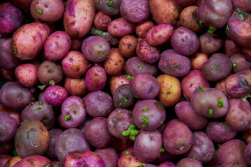Small purple potatoes put on a shelf for sale within a market