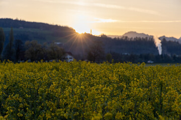 Raps field in sunset light, with golden sky, powerfull colors and firs sun lights