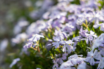 spring flowers, violet, green gras 