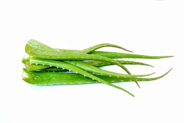 aloe vera medicinal plant skin care white background