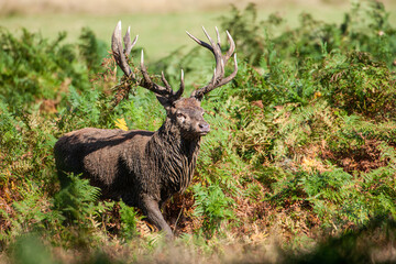 Red Deer stag in a wooded bracken area during the annual rut in the London