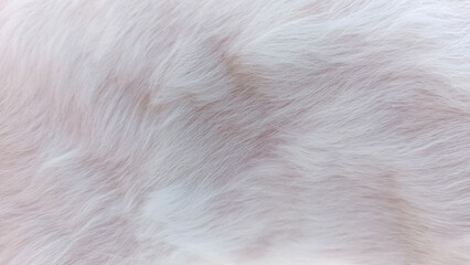 white fur texture close-up abstract fur background