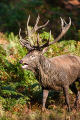 Red Deer stag in a wooded bracken area during the annual rut in the London